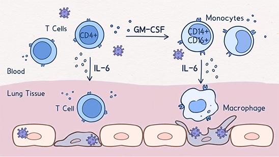 Immune Response