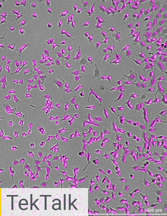 Cell Counting