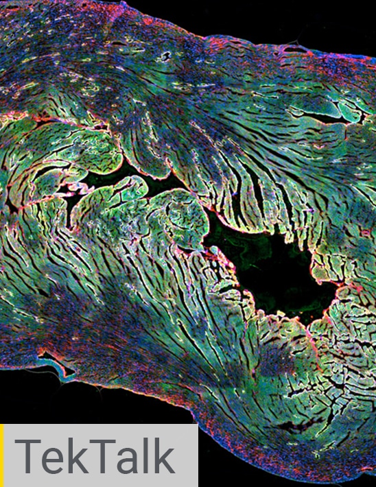 Histology and Slide Scanning