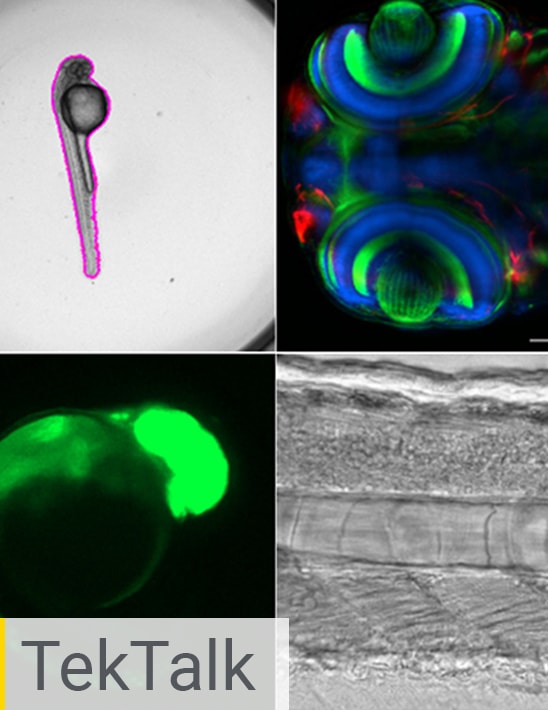 Developmental Biology: Zebrafish Applications