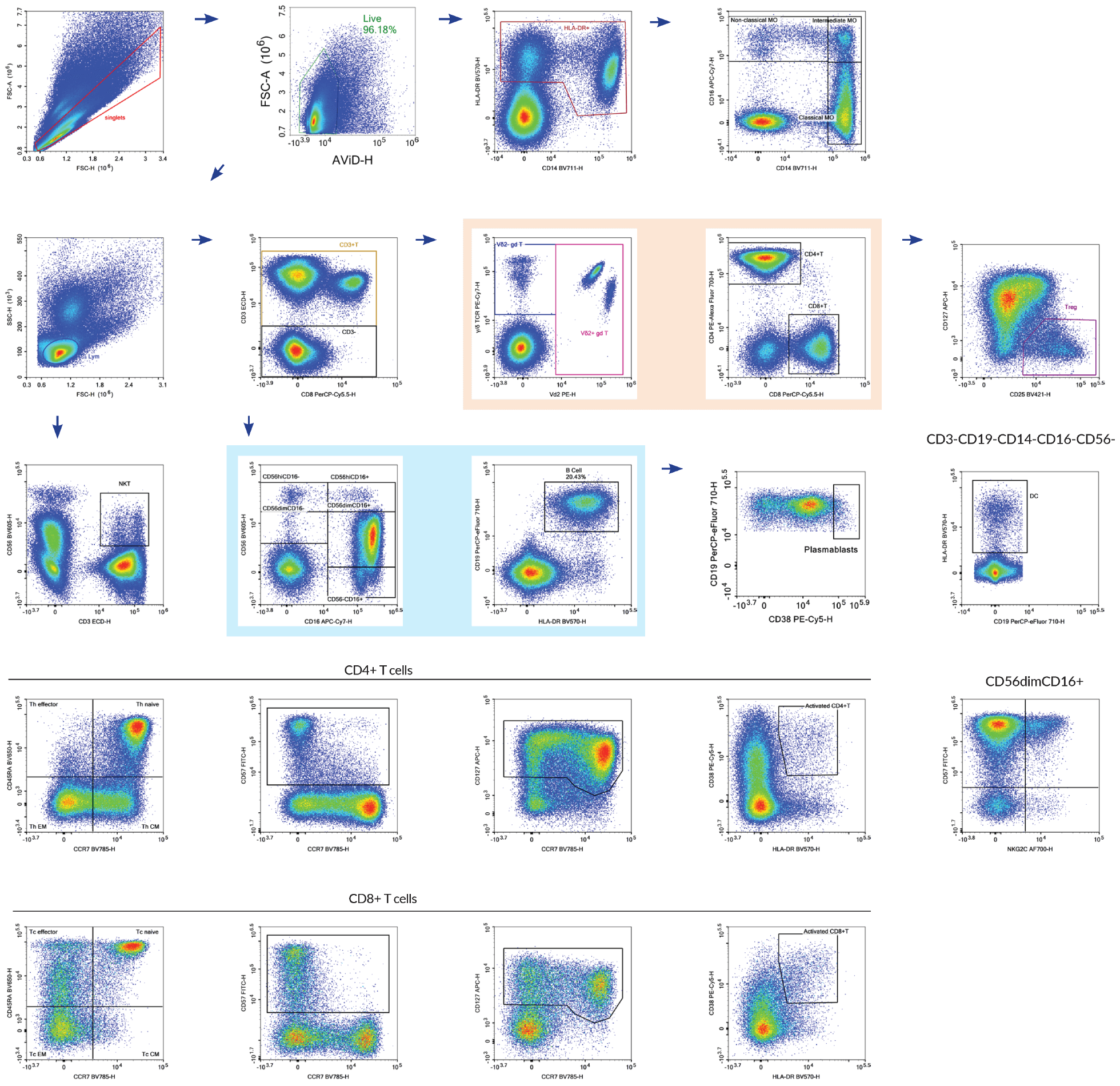 Above, we show a 18-color pan-leukocyte immunophenotyping panel on PBMCs using the NovoCyte Quanteon, adapted from OMIP-024 (Cytometry Part A, 85A:995-998, 2014).This panel was designed to monitor different immune subsets with activation and differentiation markers.