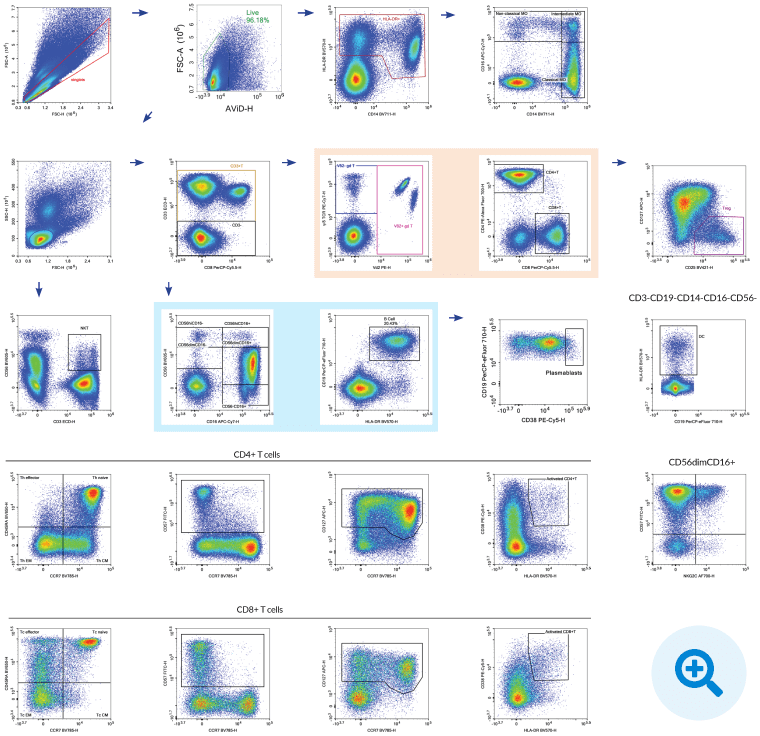 Above, we show a 18-color pan-leukocyte immunophenotyping panel on PBMCs using the NovoCyte Quanteon, adapted from OMIP-024 (Cytometry Part A, 85A:995-998, 2014).This panel was designed to monitor different immune subsets with activation and differentiation markers.