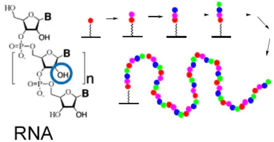 RNA