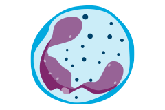 Neutrophil activation