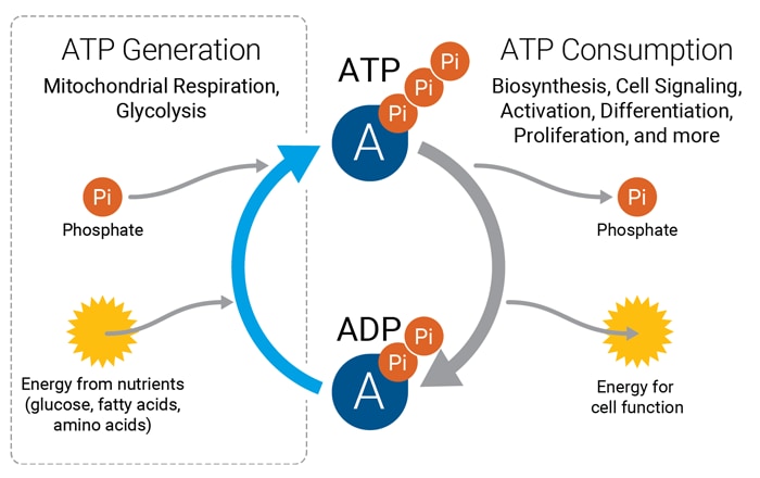 &#24517;&#23041;&#20307;&#32946;&#30331;&#24405;&#25163;&#26426;ATP Agilent figure 1