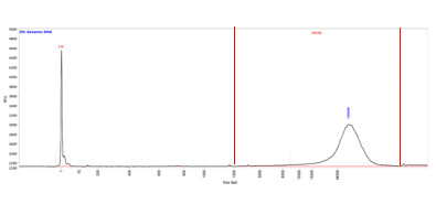 Smear Analysis of a gDNA sample analyzed on a Fragment Analyzer system using the Genomic DNA 50 kb kit with a short capillary array