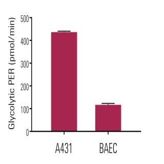 Seahorse XF Glycolytic Rate Assay Kit