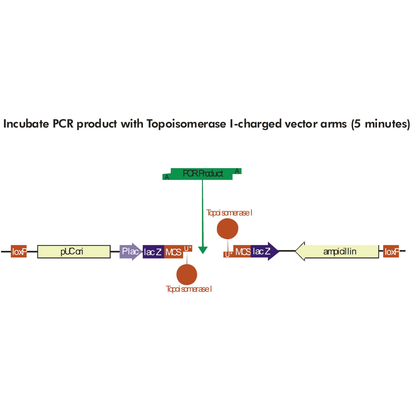 Easy-A Hi-Fi Cloning Enzyme