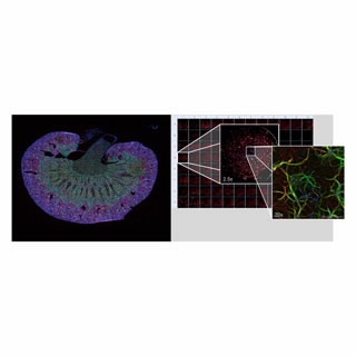 BioTek Lionheart FX Automated Microscope