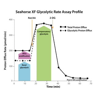 Seahorse XF Glycolytic Rate Assay Kit