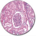 Pathology2